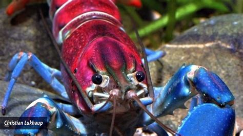 Beautifully Colored Crayfish Becomes An Official Species Video