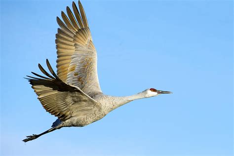 Sandhill Crane In Flight Photograph By Elaine Forsey Pixels