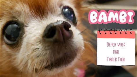 Bambi Chihuahua And Finger Food Youtube