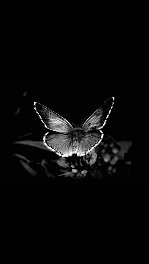 Butterfly Wallpaper Hd Fotografi