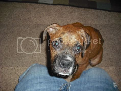 Very Thin Pup Boxer Forum Boxer Breed Dog Forums