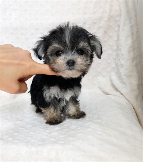 morkie puppy for sale Archives - iHeartTeacups