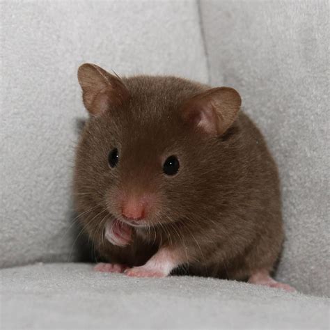 Brown Hamsters Cute