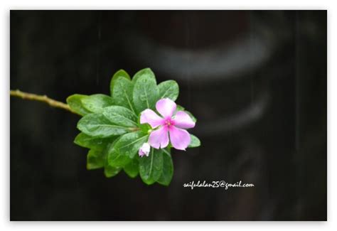 On iphone, choose an image or photo as wallpaper for the lock screen or home screen. Rosy Periwinkle Ultra HD Desktop Background Wallpaper for