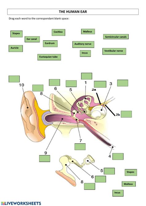 The Human Ear Worksheet Anatomy Worksheets