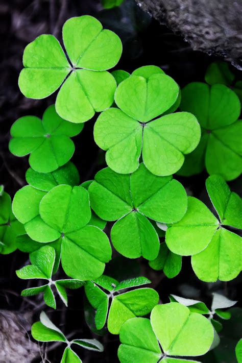 Clovers Free Stock Photo Public Domain Pictures
