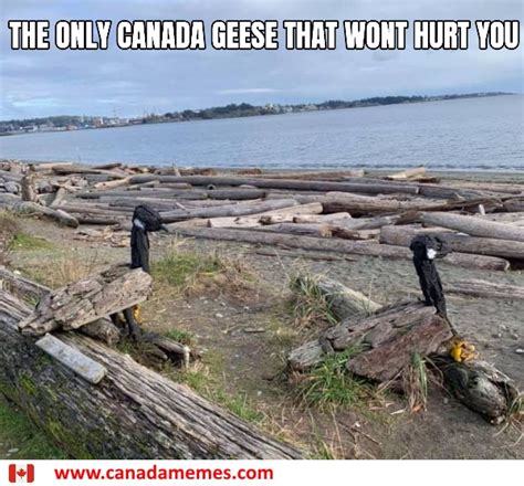 The Only Canada Geese That Wont Hurt You 🇨🇦 Canada Memes