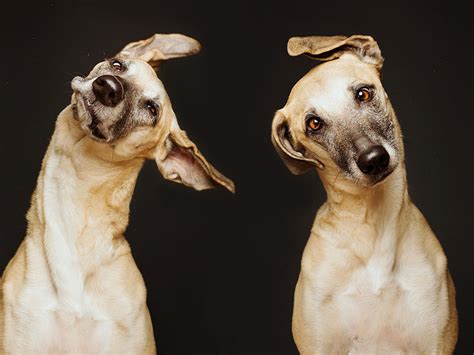 Delightfully Expressive Portraits Of Dogs By Elke Vogelsang