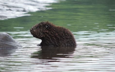 12 More Adorable Baby Beavers That Will Make Your Week Cottage Life