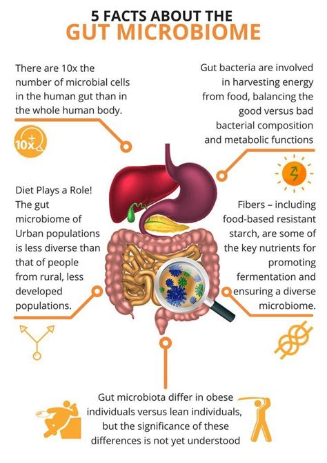 Human Microbiome What Is The Gut Microbiome Microbiome