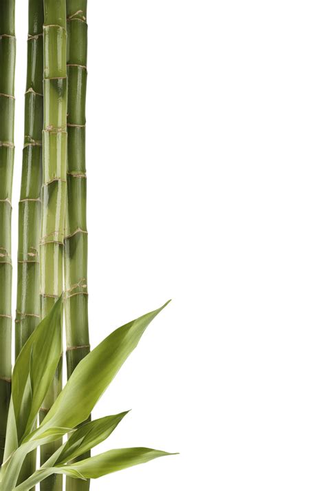 Bamboo Png Transparent Images Png All