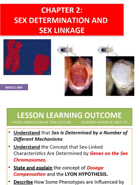 Sex Determination And Sex Linkage 3 Hrs Pdf Dominance Genetics