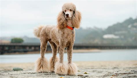 Types Of Poodles Breed Information Pictures And Characteristics