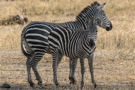 African Animals In Photos Wildlife Encounters On Safari In Africa