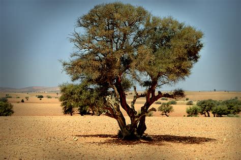 Der Arganbaum Foto And Bild Africa Morocco North Africa Bilder Auf