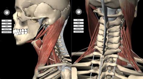 This article describes the anatomy of the head and neck of the human body, including the brain, bones, muscles, blood vessels, nerves, glands, nose, mouth, teeth, tongue, and throat. Muscles of the Neck • Bodybuilding Wizard
