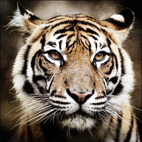 Tiger Portrait By Michelle Joyce Redbubble