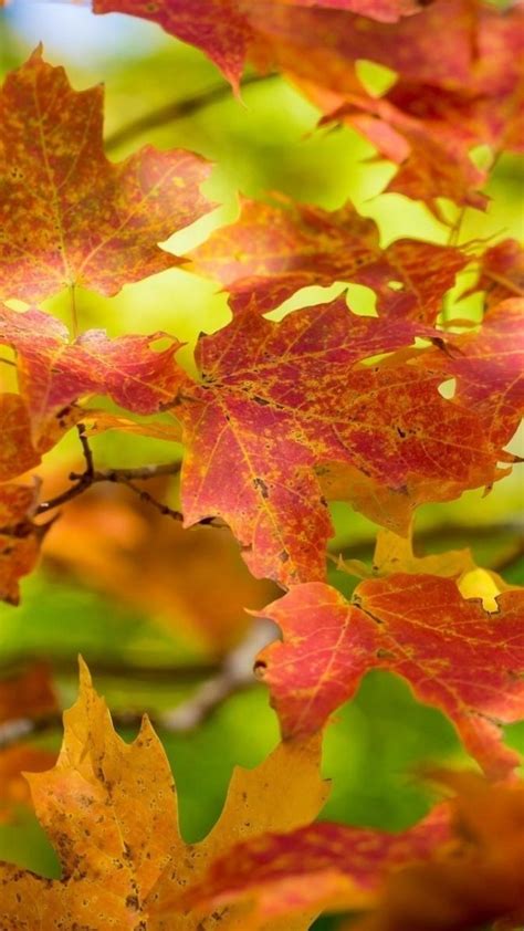 Fall Leaf Wallpapers For Mobile Wallpaper Cave