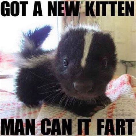 Aint He A Stinker Baby Skunks Funny Animal Pictures Cute Baby Animals