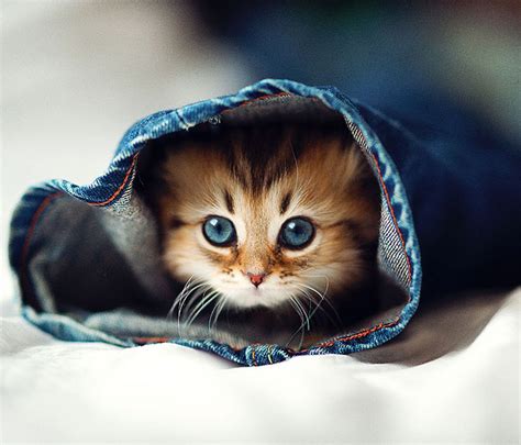 Photos Australian Photographer Is Tokyos Zen Master Of Cute Kitten