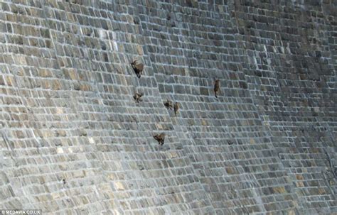 Gravity Defying Goats Climbing A Dam Wall