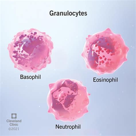 Granulocytes Types