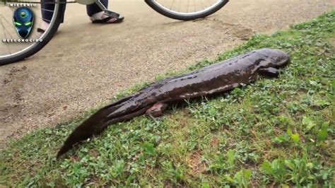 Gigante Salamandra En Japon Giant Salamander In Kamo River Kyoto