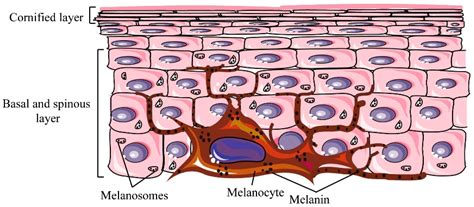 Ijms Free Full Text Signaling Pathways In Melanogenesis