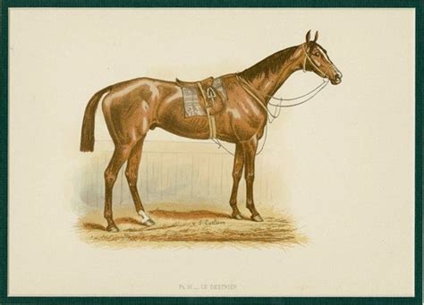 1890 Race Horse Antique Print Thoroughbred Stallion Horse Etsy