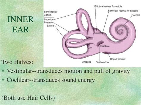 Ppt Anatomy And Physiology Of The Ear Powerpoint Presentation Free