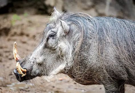 Are Wild Boar Dangerous How When And Why They Attack