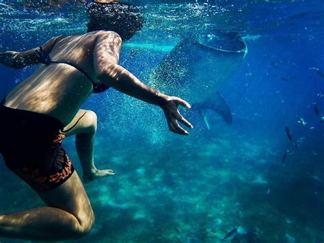 24 Underwater Photography Examples Free And Premium Templates
