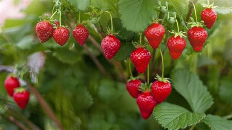 How To Winterize Strawberry Plants Country