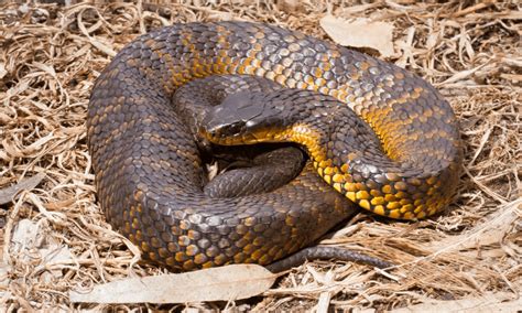 Snake Season No Cause For Alarm If Youre Prepared Fencit