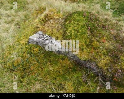 Autumnal Vegetation At The High Mountains Mosses Lichens Dwarf S
