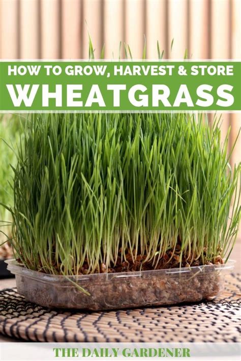 Growing Wheatgrass A Trend Of Healthy Juicing At Home Growing Wheat