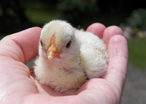 Tips For Raising Baby Chicks Baby Chicks Raising Raising Baby Baby Chicks