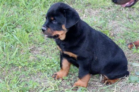 If a german shepherd rottweiler mix puppy has the medium and shaggier coat of its german shepherd parent, then it will require brushing several times each week. AKC German Rottweiler puppies for Sale in Dayton, Texas ...