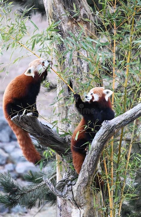 Two Red Pandas Eat Bamboo Stock Photo Image Of Orange 266497516