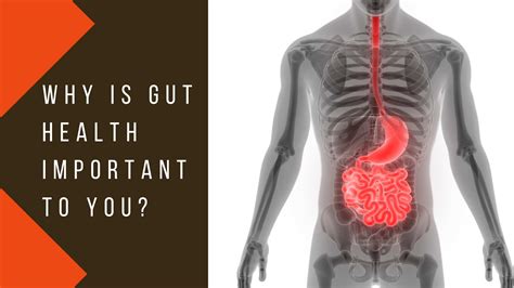 Why Is Gut Health Important To You