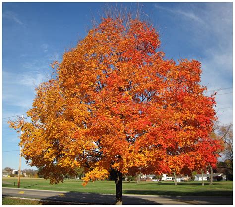 Top 10 Trees to Plant in Toronto
