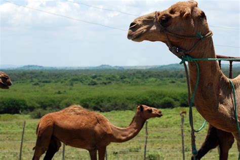 Camellos Tropicales Ips Cuba