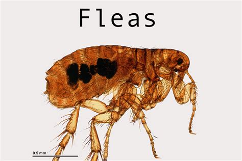Fleas Microbee Environmental London
