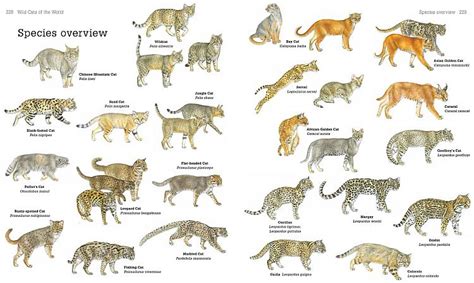 North american wild cat species. Grymvald Gazetteer: Flora & Fauna Friday - Cat Variations