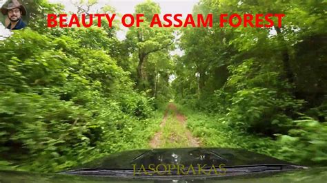 Beauty Of Assam Forest Youtube