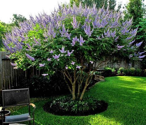 Click here for more information or to buy wax myrtle plants. Vitex shoal creek | Lilac tree, Front yard landscaping, Plants