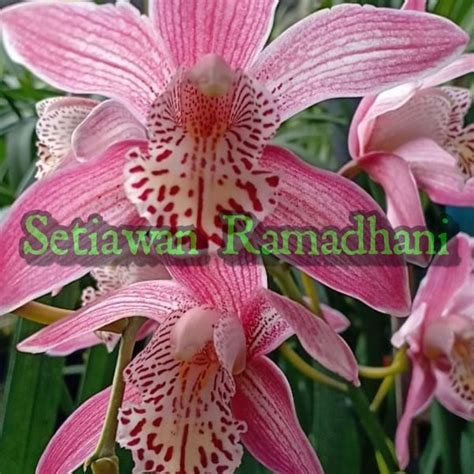 Jual Anggrek Cymbidium Australia Pink Chymbidium Pink Di Lapak