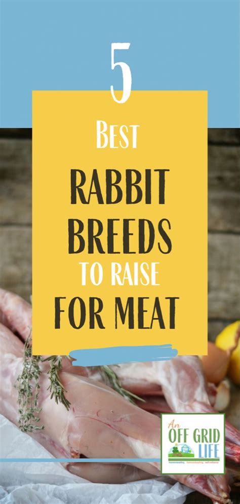 five best breeds for raising rabbits for meat text overlay on image of rabbit meat rabbits