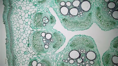 Herbaceous Dicot Stem Cucurbita Cross Section Cucurbita Flickr