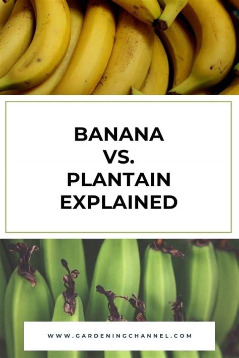 Banana Vs Plantain Explained Gardening Channel